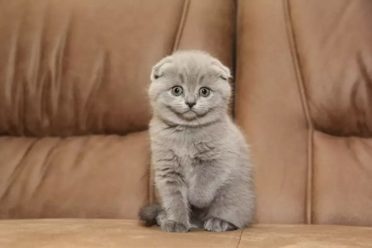 Feline 411: All About Scottish Fold Cats