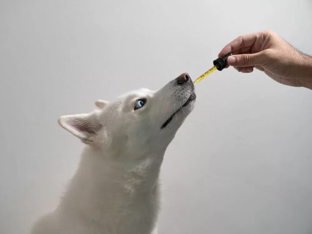 The Best Eye Supplements for Dogs: Complete Guide + 5 Product Reviews -  Veterinarians.org