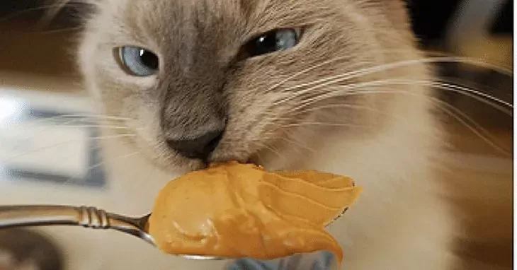 Is peanut butter harmful to cats hotsell