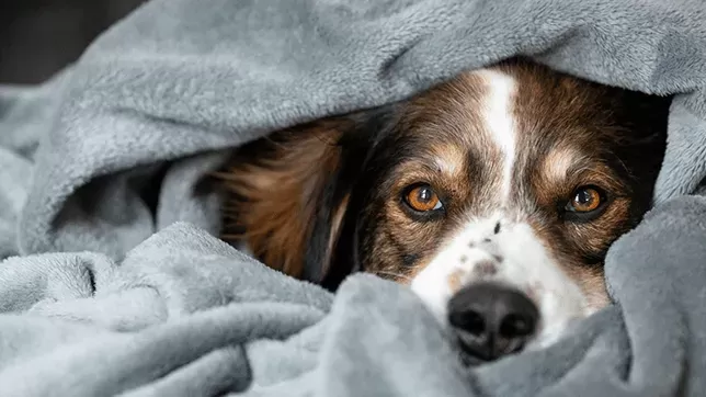 How Can I Help My Dog with Shivering?