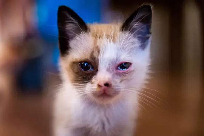 Kitten has eye infection home remedies hotsell