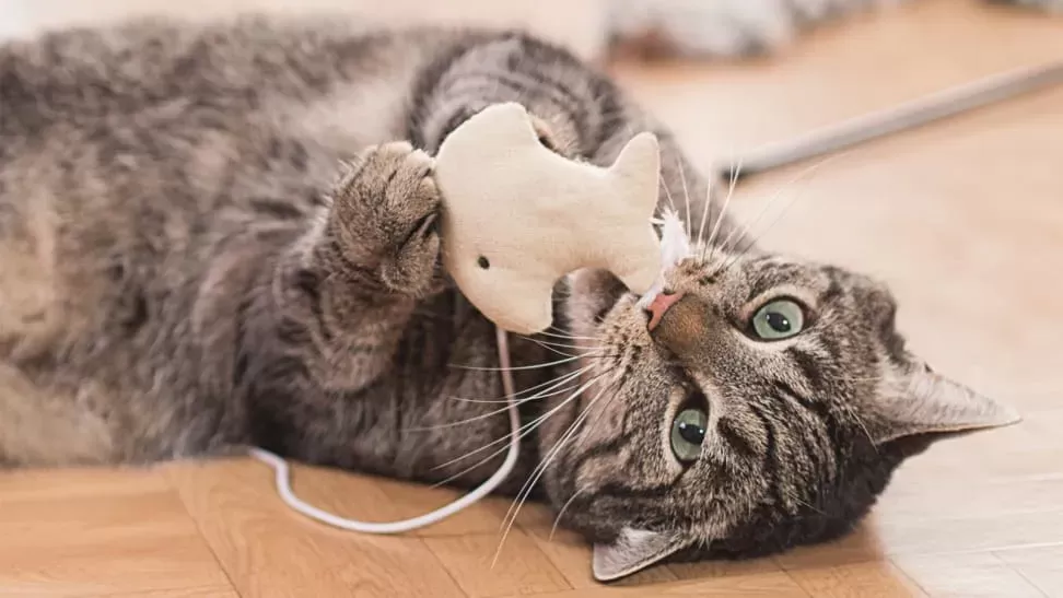 The best cat toys from Amazon and Chewy - Reviewed