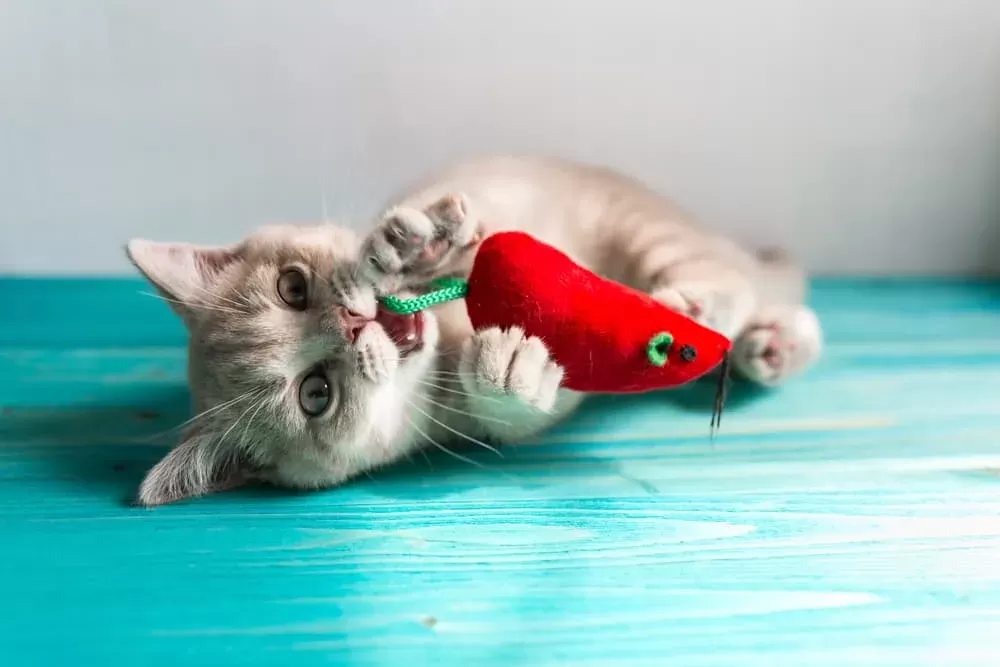 9 Best Cat Chew Toys for Gnawing Fun - Vetstreet | Vetstreet