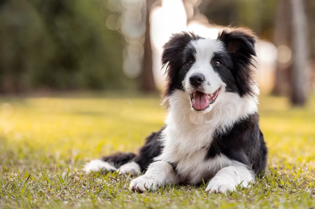 abdominal distension in dogs