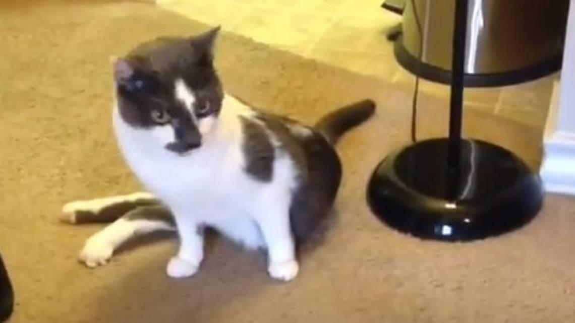 Scoot the cat's hind legs paralyzed