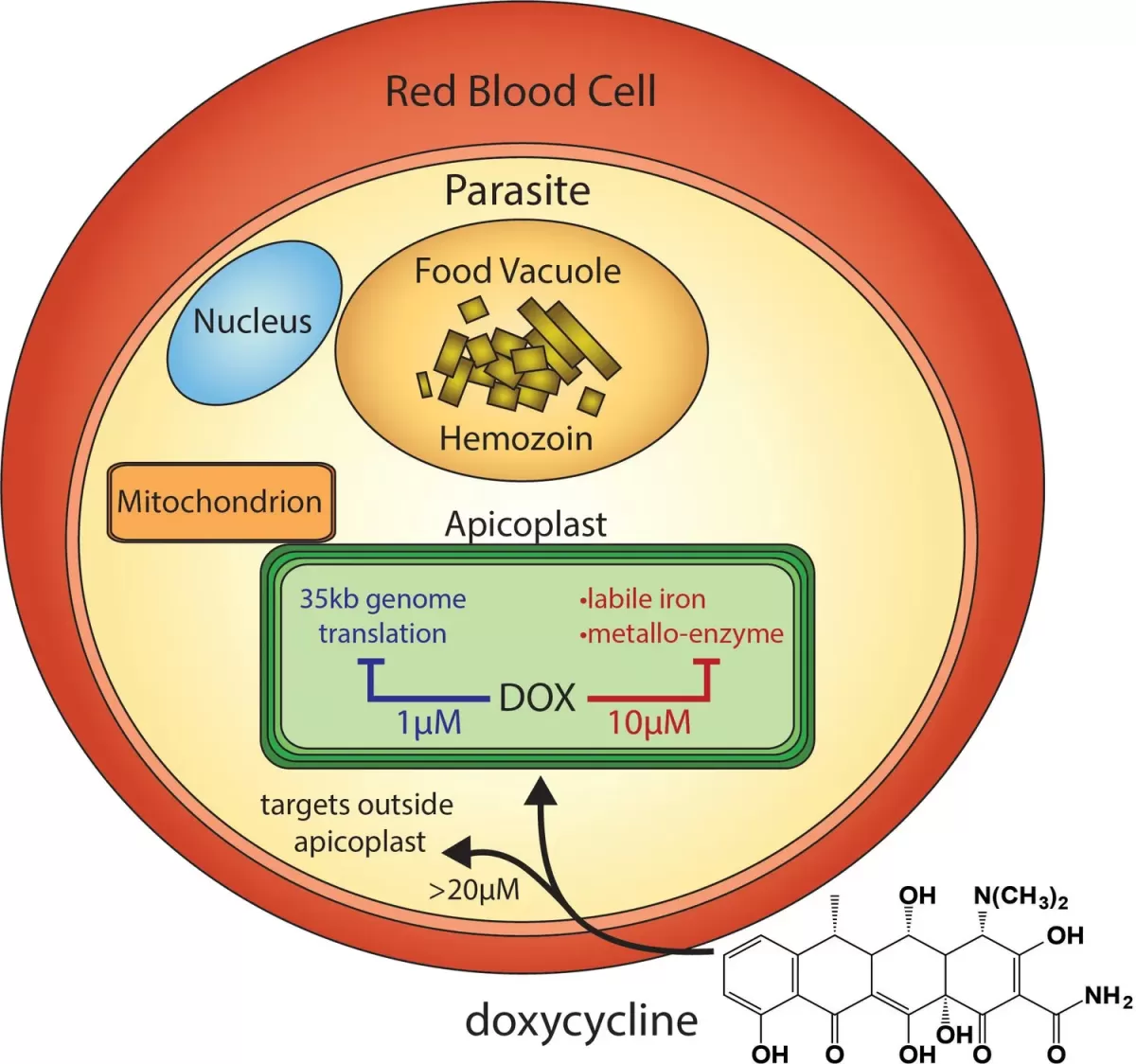 How Does Doxycycline Work