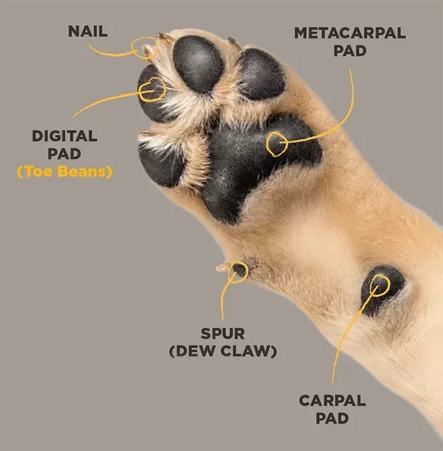 Köpek Pençe Anatomisi