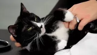 Why Do Some Cats Hate Belly Rubs?