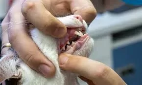Maladie dentaire chez le chat