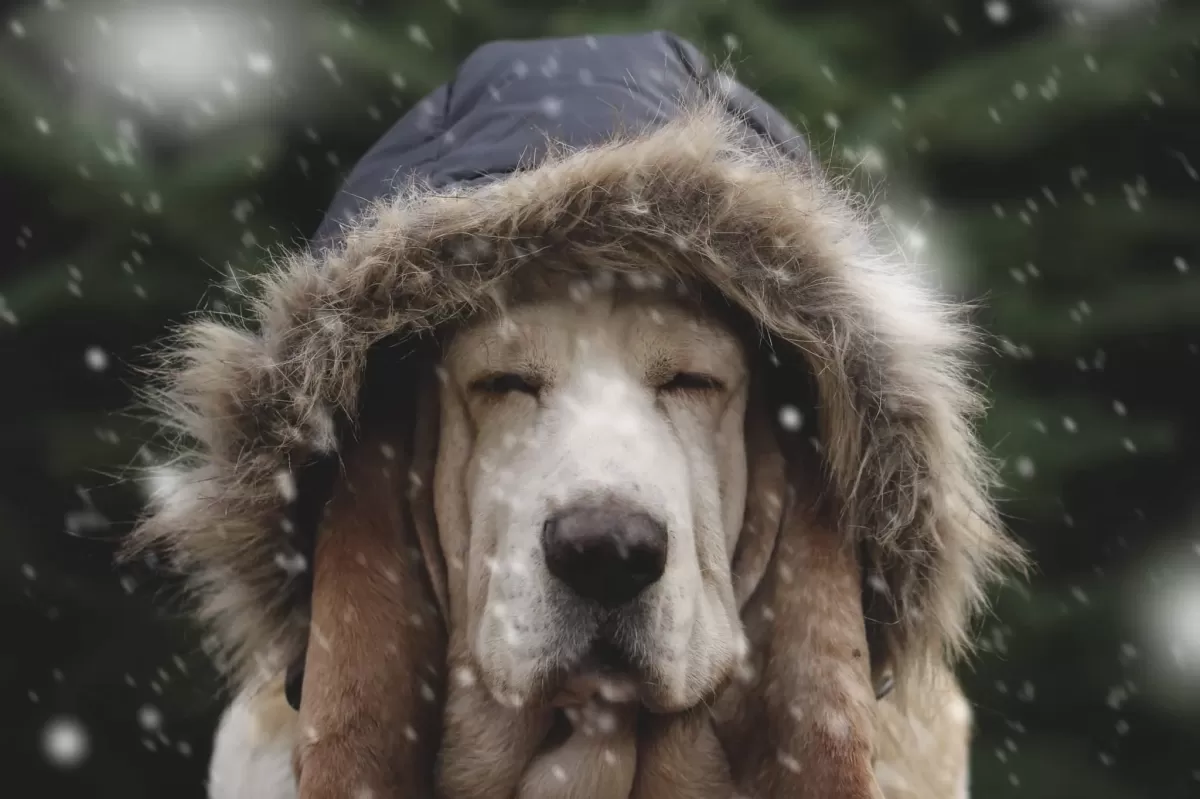 Cold Weather for Dogs