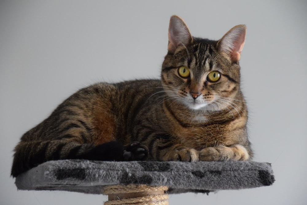 A cat sitting on top of a scratching post photo