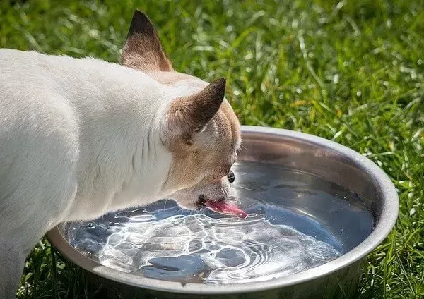 Can Dogs Get Brain Freeze?