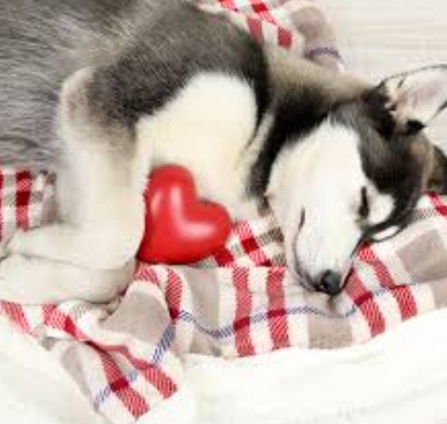 Congestive Heart Failure in Dogs