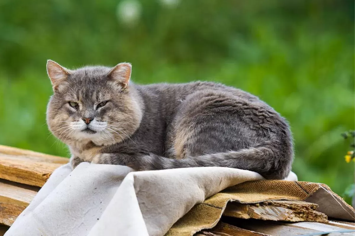 cat tremors