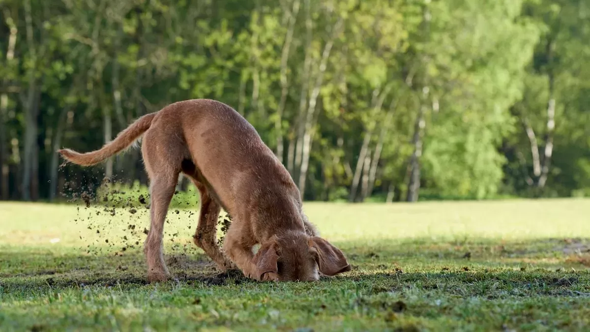 Como impedir que os cães cavem