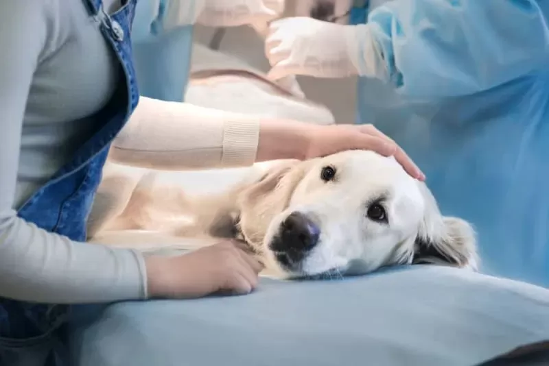 Linha do tempo de bloqueio intestinal de cães