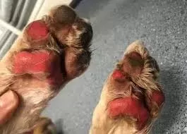 Dog paw burn treatment best sale