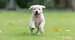 Puppy Has Diarrhea But Still Playful: Understanding and Managing Canine Health