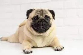 Are Pugs Hypoallergenic?