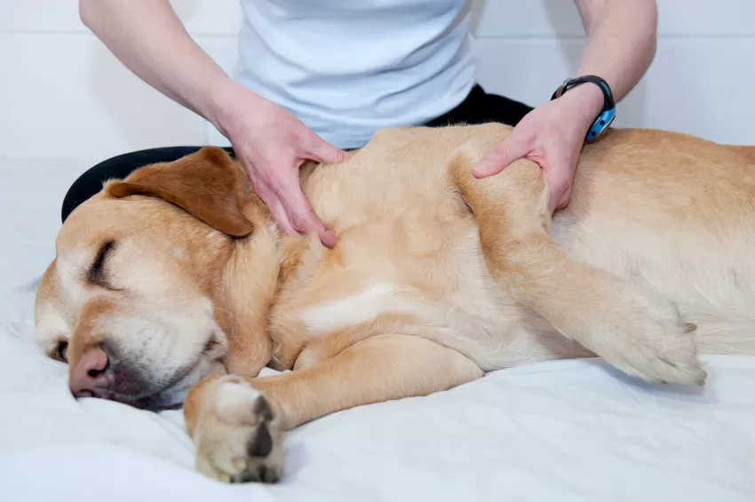 Natural remedies can help your dog with osteoarthritis