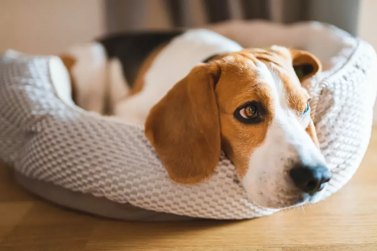 Understanding Hookworms in Dogs