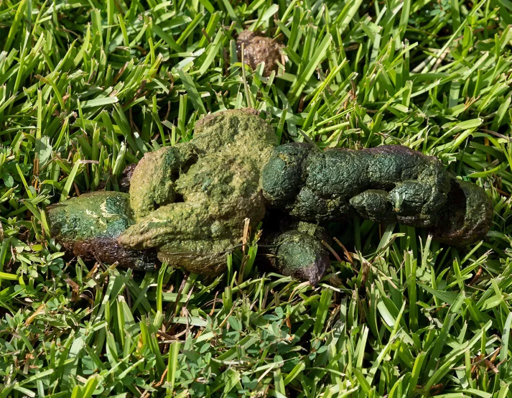 green dog poop