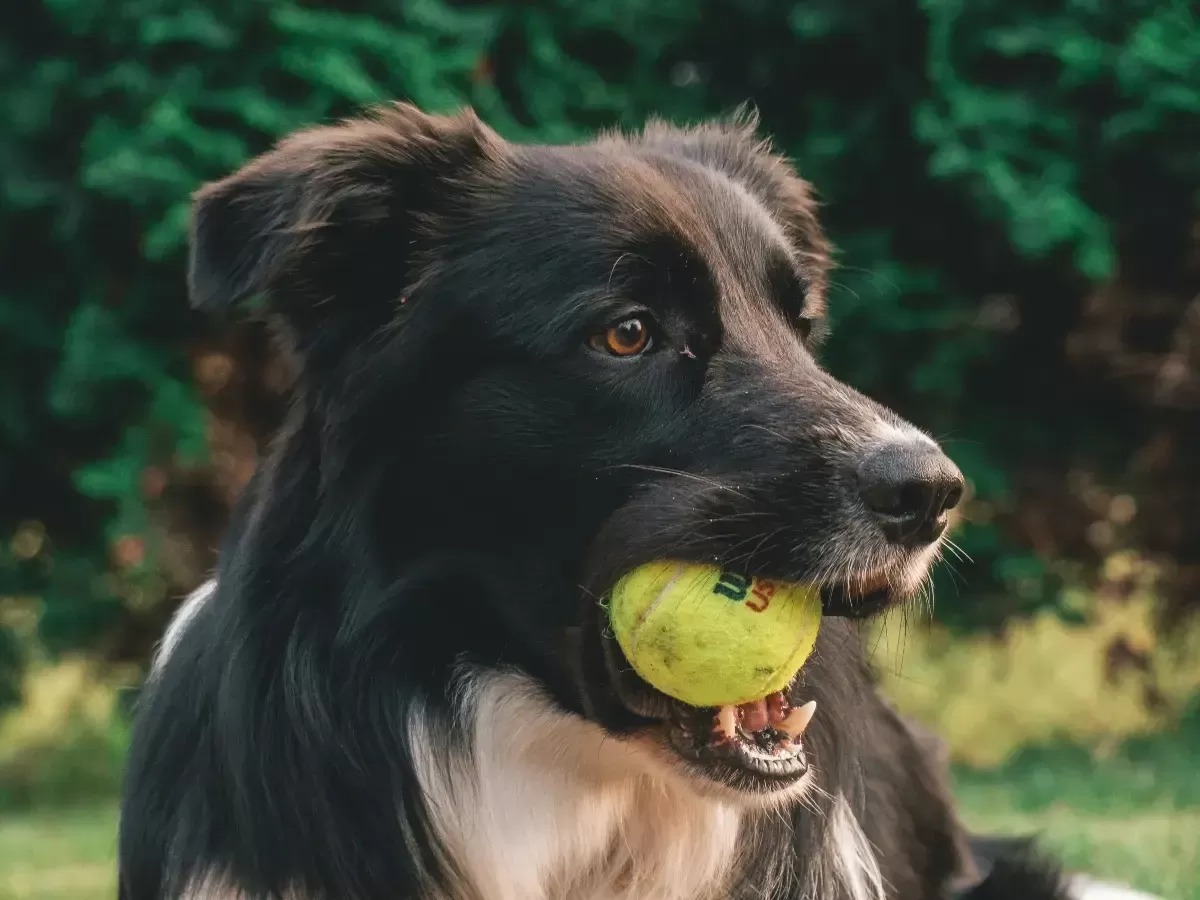 Why Do Dogs Love Tennis Balls 