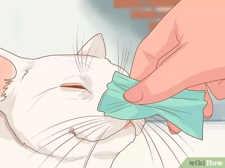 How to Treat a Cat with a Stuffy Nose: