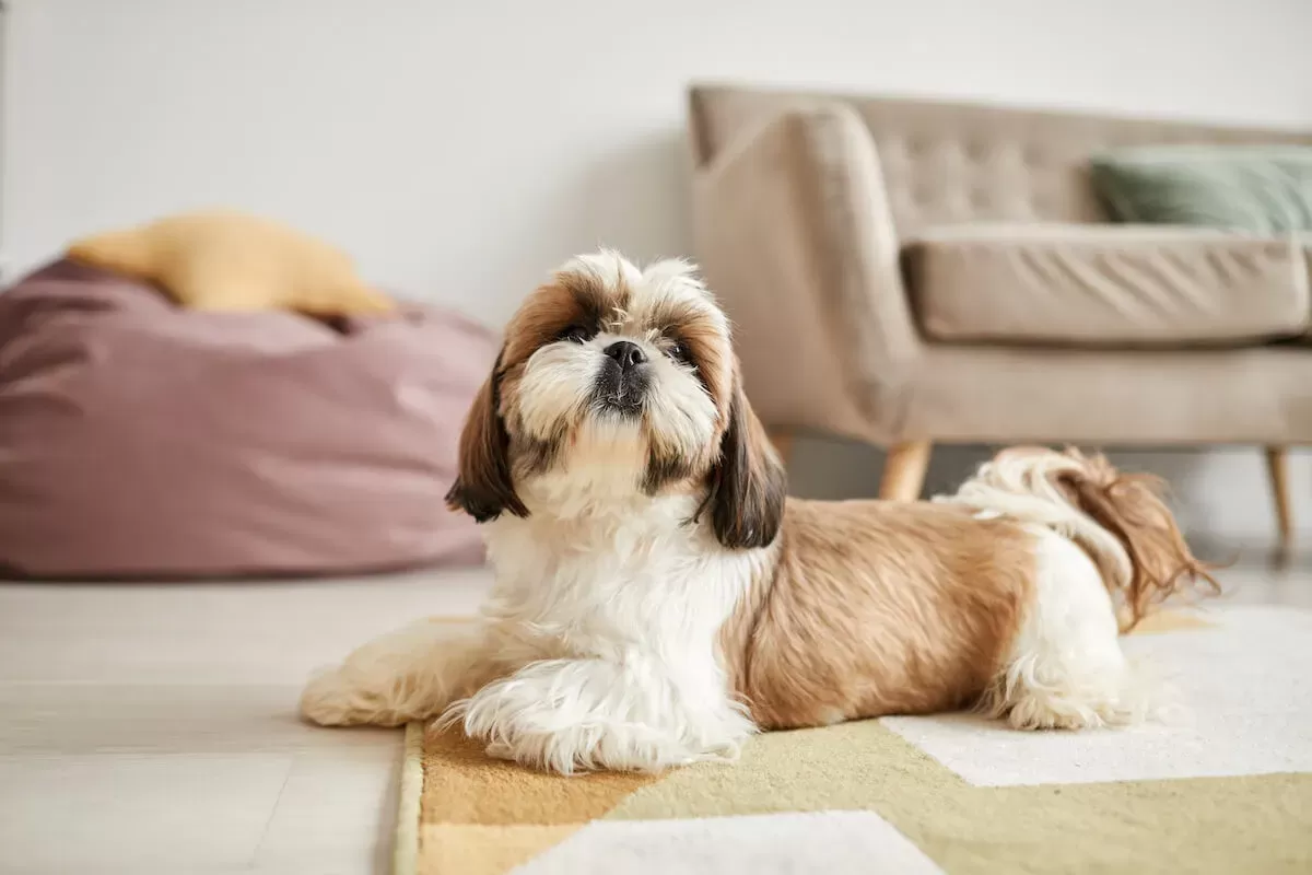 What Is the Shih Tzu Lifespan? A Long Life for a Little Dog – The Native Pet