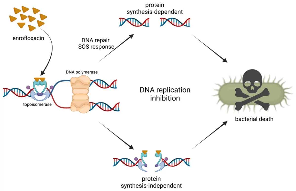 How Enrofloxacin Works