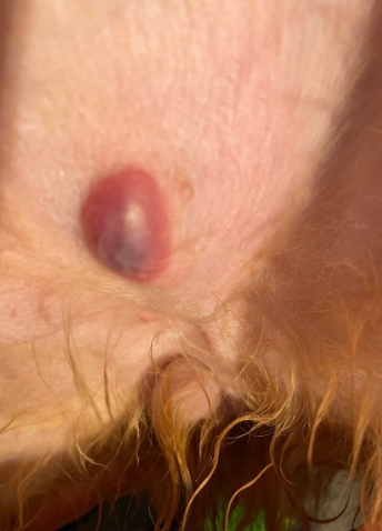 What Does a Blood Blister on a Dog Look Like