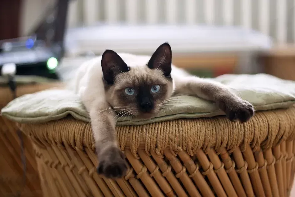 The Top 10 Facts about Siamese Cats 