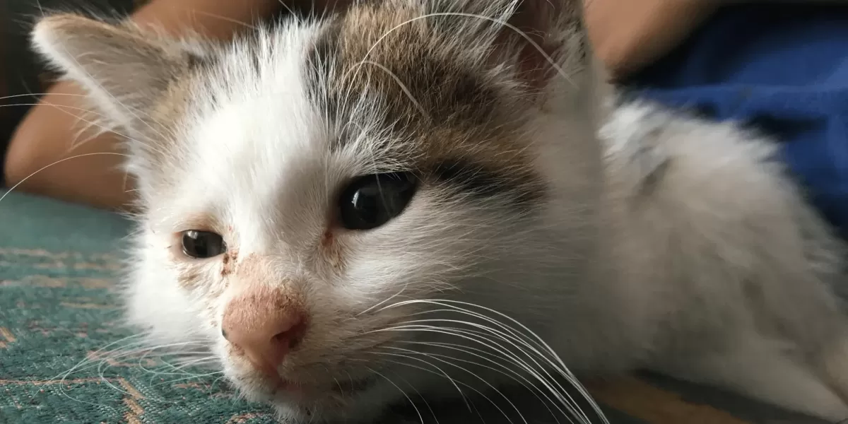 Runny Nose in Cats