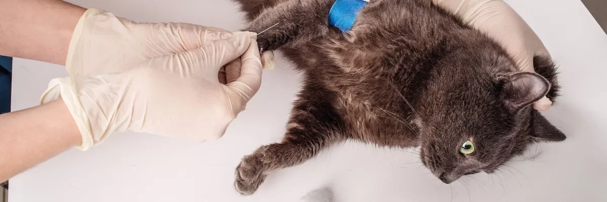 pyometra in cats