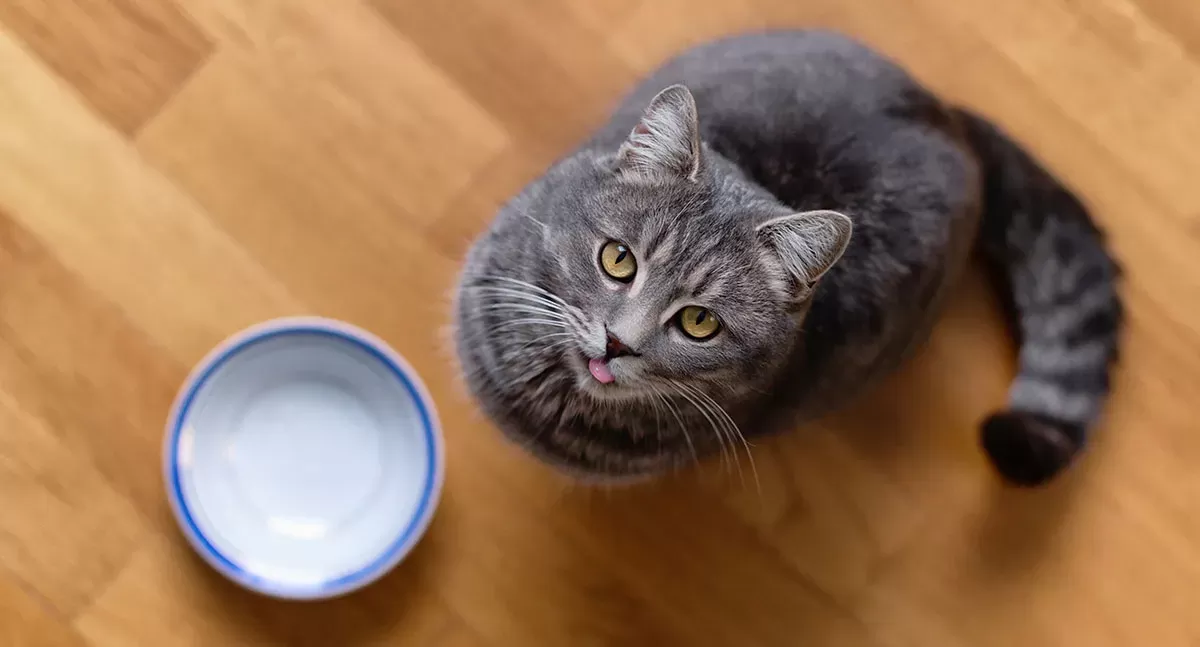 How to Tell if A Cat Is Hungry?