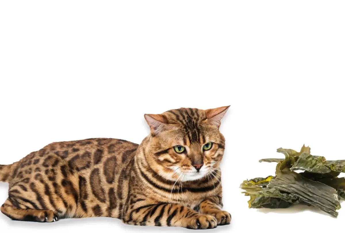 Benefits of Seaweed & Marine Plants for Cat Health