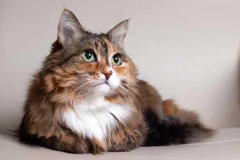 Senior Cats 101: Tips to Keep Your Senior Cat Healthy | Small Door  Veterinary