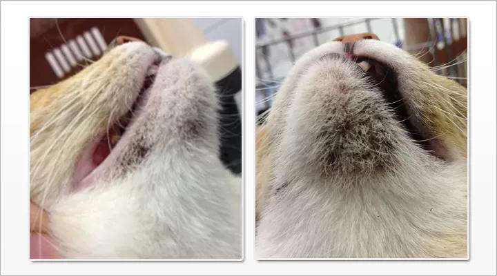 Cat Acne