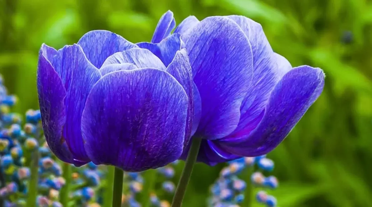 Blue Tulips