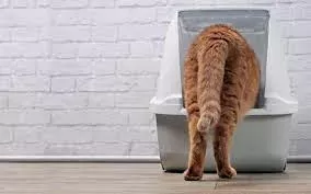 Blood In Cat Urine: Causes, Symptoms, and What to Do