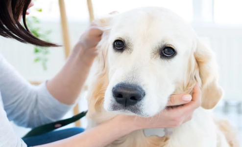 Ear Mites in Dogs: Causes and Treatment