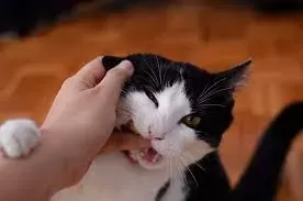 Why Does My Cat Lick Me Then Bite Me