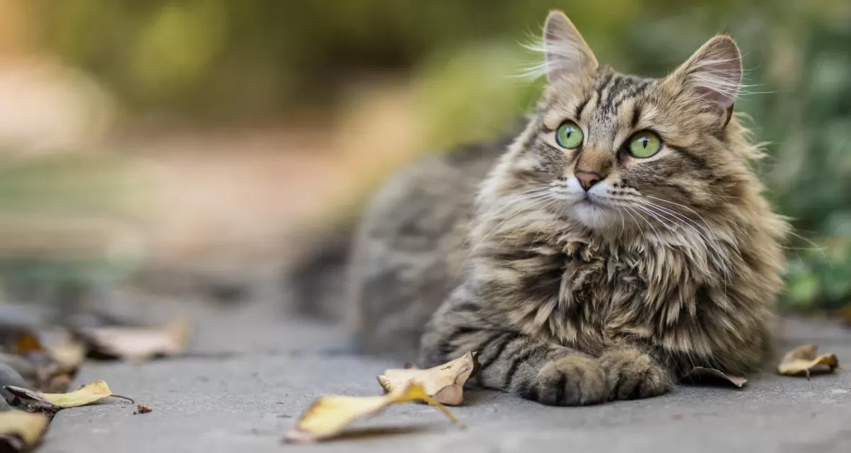 Does Your Cat Have A Healthy Coat & Skin?