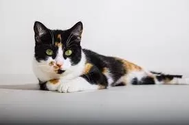 Gastroenteritis in Cats