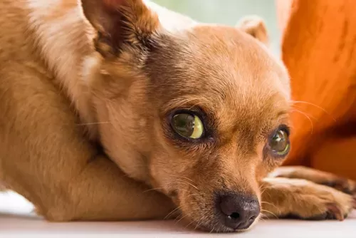 Jaundice (Icterus) in Dogs