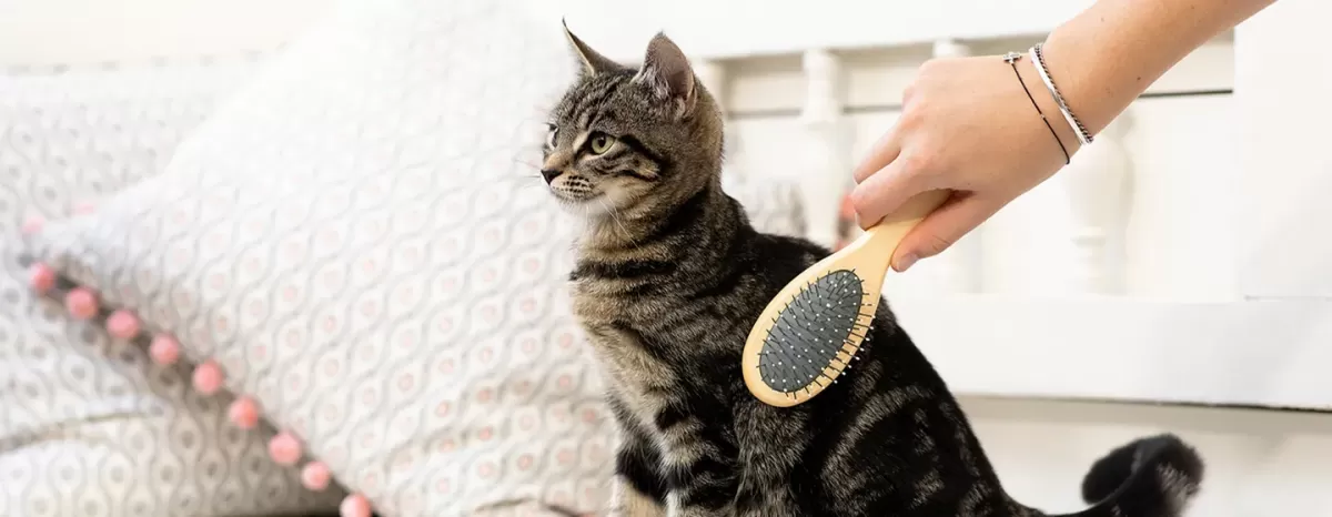 How to Groom a Kitten: Brushing & Bathing Made Easy | Purina