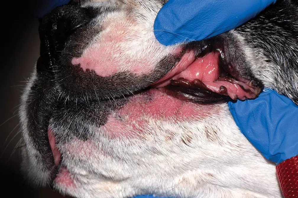 Lip Fold Dermatitis in Dogs