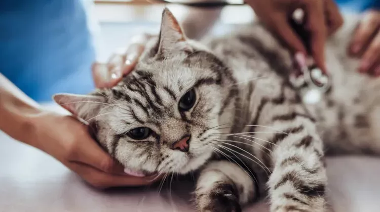 ¿Cuánto tiempo tarda el desparasitante en hacer efecto en los gatos?