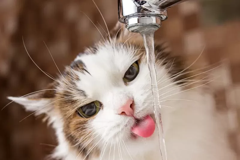 Dehydration in Cats