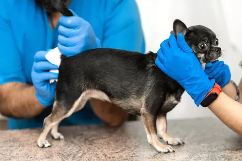 Can Warm Compresses Help Infected Anal Glands in Dogs